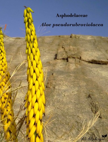 Aloe pseudorubroviolacea