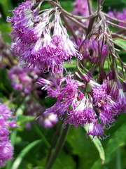 Adenostyles alliariae