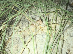 Petropedes santarosae