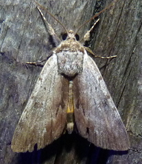 Catocala gracilis