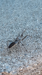 Arilus cristatus