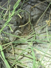 Petropedes santarosae