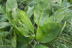 Lysichiton camtschatcensis