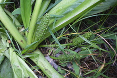 Lysichiton camtschatcensis