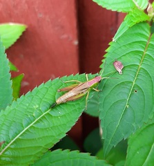 Pseudochorthippus parallelus