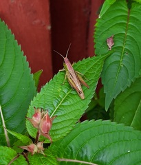 Pseudochorthippus parallelus