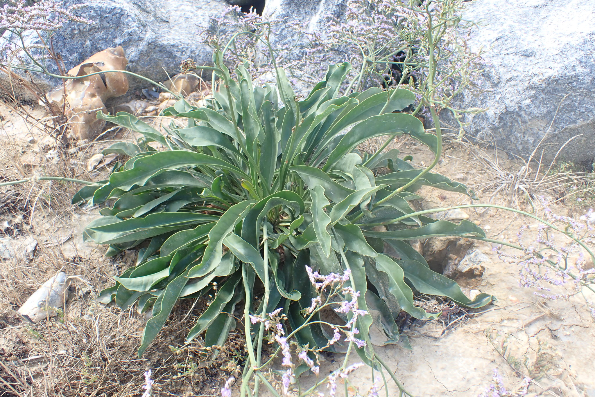 Limonium ×