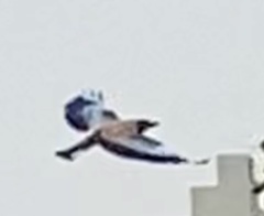 Coracias benghalensis