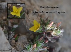 Portulaca quadrifida
