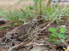 Incilius bocourti