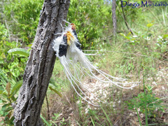 Cerogenes auricoma