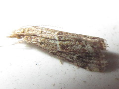 Microchilo inexpectellus