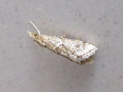 Microchilo inexpectellus