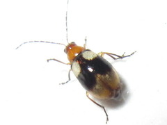 Monolepta quadriguttata