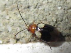 Monolepta quadriguttata