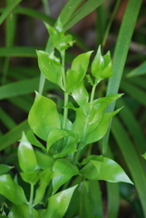 Ruscus hypophyllum