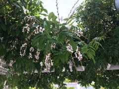 Derris scandens
