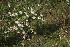 Pimelea stricta
