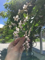Derris scandens