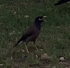 Acridotheres tristis