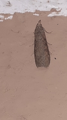 Lepidoptera