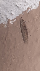 Lepidoptera