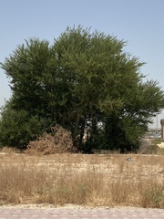 Vachellia