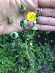 Sonchus asper