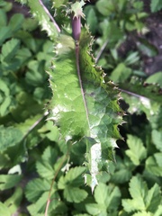Sonchus asper