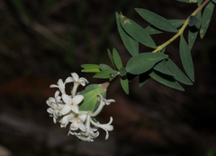 Pimelea stricta