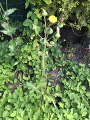 Sonchus asper