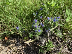 Echium vulgare
