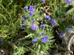 Echium vulgare