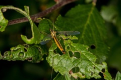 Nephrotoma cornicina