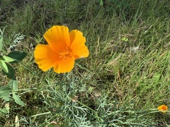 Eschscholzia californica