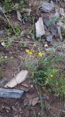 Haplophyllum dauricum