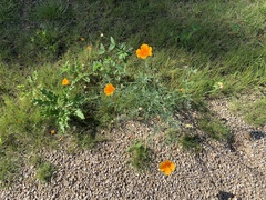 Eschscholzia californica