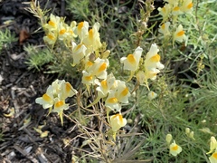Linaria vulgaris