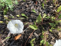 Calystegia sepium