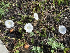 Calystegia sepium