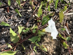 Calystegia sepium