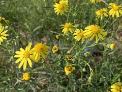 Senecio inaequidens