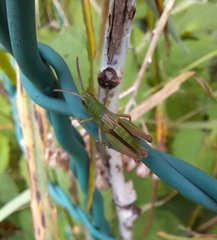 Pseudochorthippus parallelus