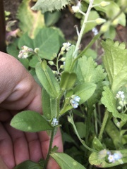 Myosotis arvensis