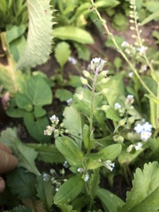 Myosotis arvensis