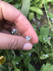 Myosotis arvensis
