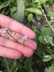 Myosotis arvensis