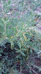 Caragana microphylla
