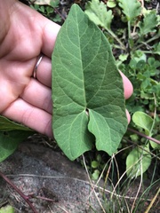 Calystegia sepium
