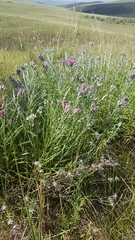 Saussurea salicifolia